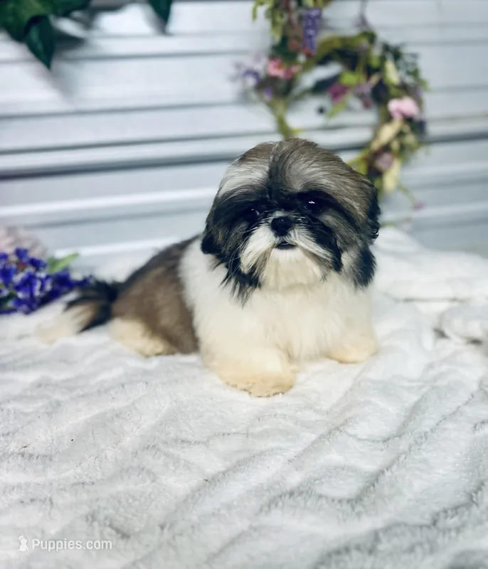 AKC Lena – Shih Tzu puppy for sale in Elgin, SC
