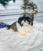 AKC Lena, a female Shih Tzu for sale in Elgin, SC – 1 of 6