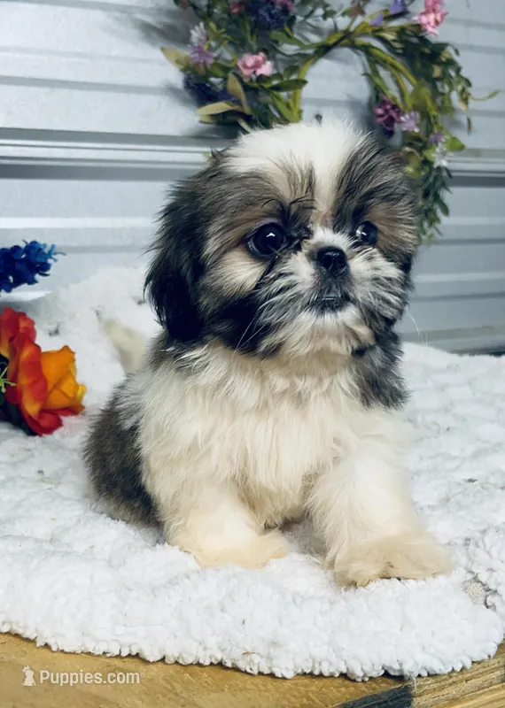 AKC Lena – Shih Tzu puppy for sale in Elgin, SC