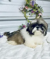AKC Lena, a female Shih Tzu for sale in Elgin, SC – 6 of 6