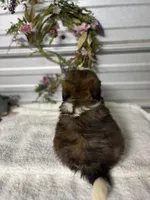 AKC Lena, a female Shih Tzu for sale in Elgin, SC – Photo 3 of 6