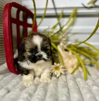AKC Lena, a female Shih Tzu for sale in Elgin, SC – Photo 2 of 2