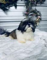 AKC Lena, a female Shih Tzu for sale in Elgin, SC – 5 of 6