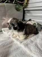 AKC Lena, a female Shih Tzu for sale in Elgin, SC – Photo 6 of 6