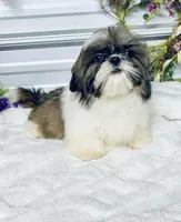 AKC Lena, a female Shih Tzu for sale in Elgin, SC – 2 of 6