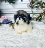 AKC Lena, a female Shih Tzu for sale in Elgin, SC – 3 of 6