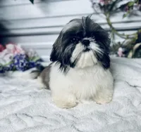 AKC Lena, a female Shih Tzu for sale in Elgin, SC – 4 of 6