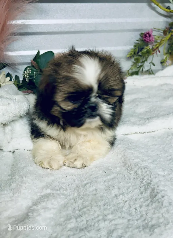 AKC Lena – Shih Tzu puppy for sale in Elgin, SC