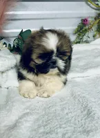 AKC Lena, a female Shih Tzu for sale in Elgin, SC – Photo 1 of 6