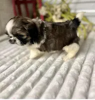 AKC Lena, a female Shih Tzu for sale in Elgin, SC – Photo 1 of 2