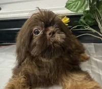 AKC Reese, a male Shih Tzu for sale in Elgin, SC – Photo 2 of 4