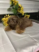 AKC Reese, a male Shih Tzu for sale in Elgin, SC – Photo 4 of 4