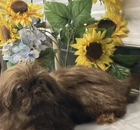 AKC Reese, a male Shih Tzu for sale in Elgin, SC – Photo 3 of 4