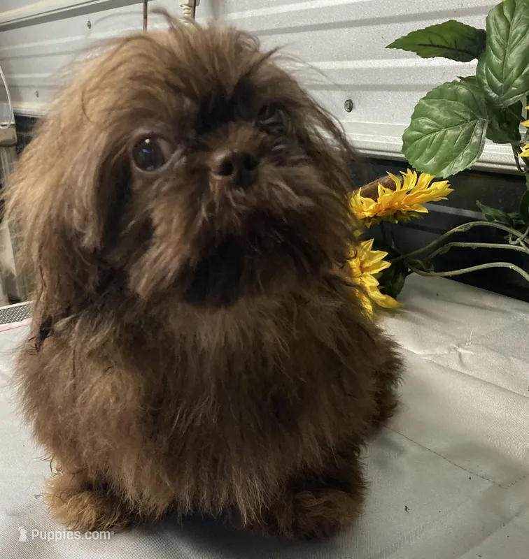 AKC Reese, a male Shih Tzu for sale in Elgin, SC – Photo 1 of 4