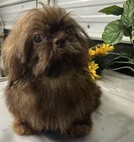 AKC Reese, a male Shih Tzu for sale in Elgin, SC – Photo 1 of 4