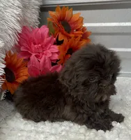 Fancy.  , a female Shih Tzu for sale in Elgin, SC – 3 of 4