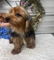 KCEE, a male Yorkshire Terrier for sale in Elgin, SC – 3 of 3