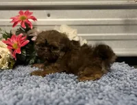 AKC Bella, a female Shih Tzu for sale in Elgin, SC – Photo 9 of 9
