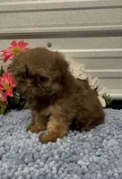 AKC Bella, a female Shih Tzu for sale in Elgin, SC – Photo 6 of 9