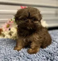 AKC Bella, a female Shih Tzu for sale in Elgin, SC – Photo 8 of 9