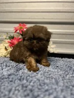 AKC Bella, a female Shih Tzu for sale in Elgin, SC – Photo 7 of 9