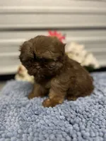 AKC Bella, a female Shih Tzu for sale in Elgin, SC – Photo 4 of 9