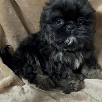 AKC Neely, a female Shih Tzu for sale in Elgin, SC – Photo 3 of 3