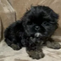 AKC Neely, a female Shih Tzu for sale in Elgin, SC – Photo 1 of 3