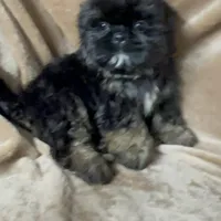 AKC Neely, a female Shih Tzu for sale in Elgin, SC – Photo 2 of 3