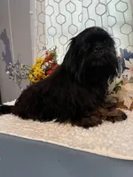 Duke, a male Shih Tzu for sale in Elgin, SC – 4 of 4
