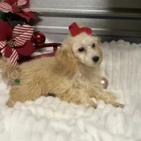 AKC Zina, a female Poodle - Toy  for sale in Elgin, SC – Photo 3 of 4