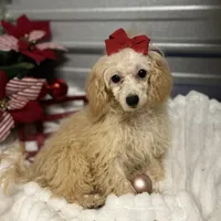 AKC Zina, a female Poodle - Toy  for sale in Elgin, SC – Photo 1 of 4