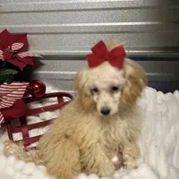 AKC Zina, a female Poodle - Toy  for sale in Elgin, SC – Photo 4 of 4