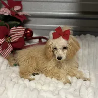 AKC Zina, a female Poodle - Toy  for sale in Elgin, SC – Photo 2 of 4
