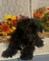 Lucy, a female Yorkipoo for sale in Elgin, SC – 2 of 4