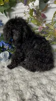 Cayce, a male Poodle - Toy  for sale in Elgin, SC – Photo 1 of 4