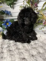 Cayce, a male Poodle - Toy  for sale in Elgin, SC – Photo 2 of 4
