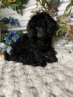 Cayce, a male Poodle - Toy  for sale in Elgin, SC – Photo 4 of 4