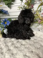 Cayce, a male Poodle - Toy  for sale in Elgin, SC – Photo 3 of 4