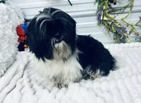 Dash, a male Shih Tzu for sale in Elgin, SC – 3 of 4