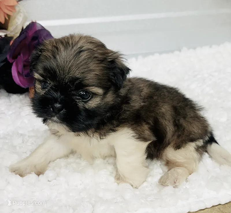 Louie  – Shih Tzu puppy for sale in Elgin, SC