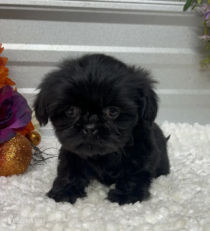 Princess – Shih Tzu puppy for sale in Elgin, SC