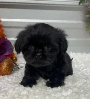Princess, a female Shih Tzu for sale in Elgin, SC – 1 of 4