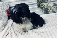 Dash, a male Shih Tzu for sale in Elgin, SC – 2 of 4