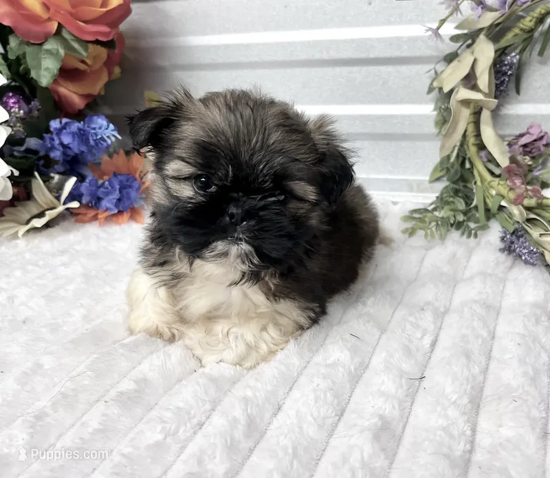 Louie  – Shih Tzu puppy for sale in Elgin, SC