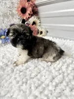 Louie , a male Shih Tzu for sale in Elgin, SC – 6 of 7