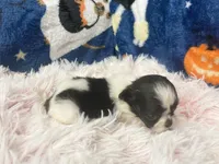 AKC Minnie, a female Shih Tzu for sale in Elgin, SC – Photo 2 of 3