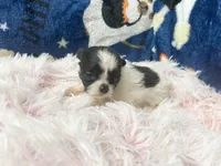 AKC Minnie, a female Shih Tzu for sale in Elgin, SC – Photo 1 of 3