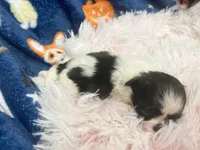 AKC Minnie, a female Shih Tzu for sale in Elgin, SC – Photo 3 of 3