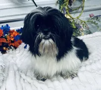 Dash, a male Shih Tzu for sale in Elgin, SC – 1 of 4